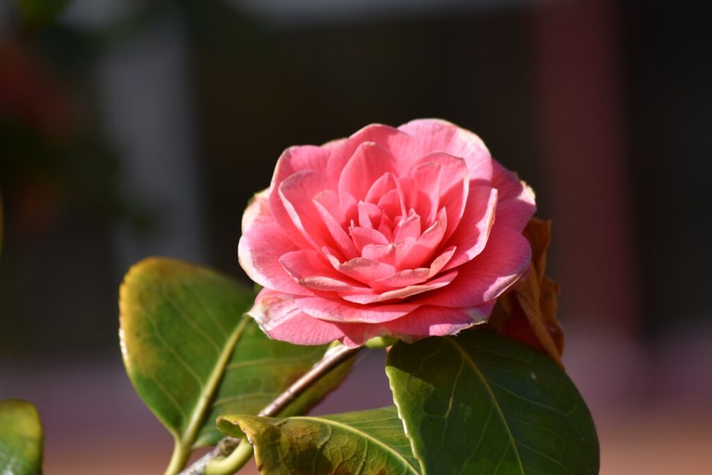 Model Rose Bertram en haar nieuwe liefde: het leven na Gregory van der Wiel