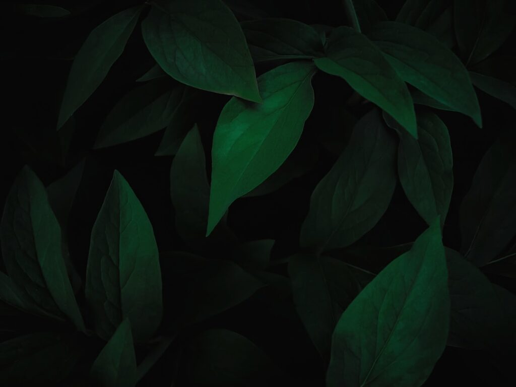 Jade Anna vermogen en het succes van een jonge influencer