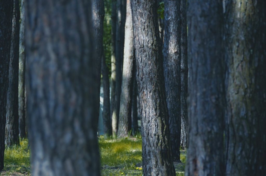 Parkeren bij het Haagse Bos: de beste opties op een rij